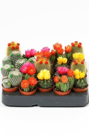 بوكس مكون من 20 نبتة صبار