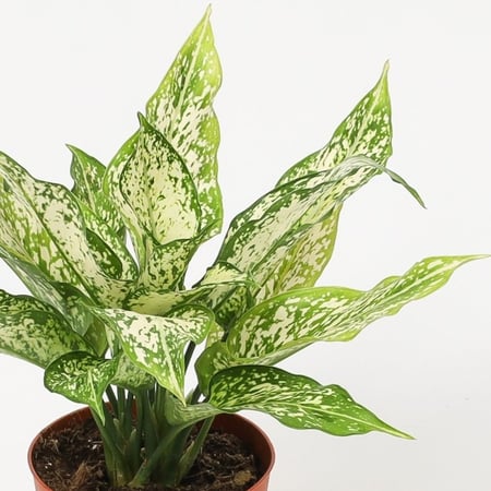 اجلونيما مركن 12 سم