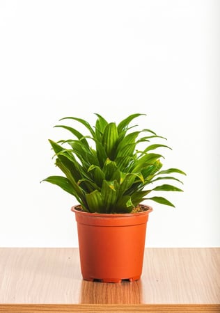 دراسينا كومباكتا هيد هولندى