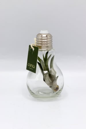 نبتة تيلاندسيا في فازة زجاجية صغيرة