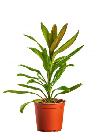 كوردلاين جلوكا مركن 17 سم