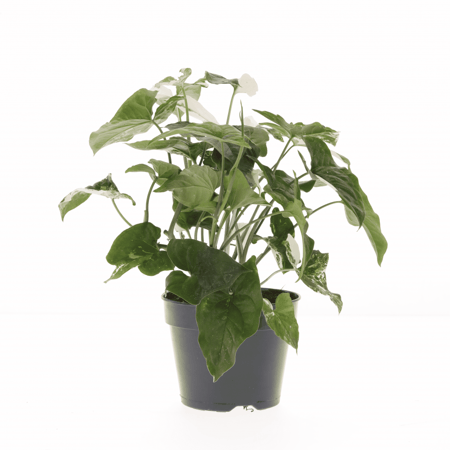 سنجونيوم مبرقشه مركن 15 سم بدون مركن