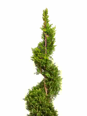 سرو ايطالي حلزوني مركن 38 سم