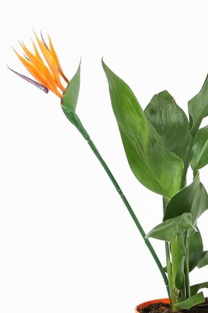 عصفور الجنة مركن 13 سم