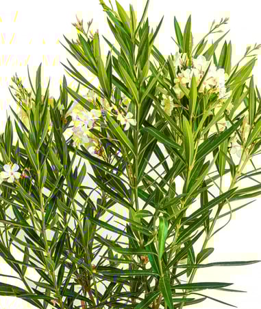 دفله زهور بيضاء مركن 35 لتر