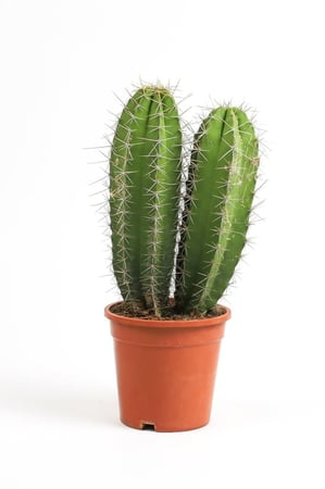 صبار مركن 17 سم