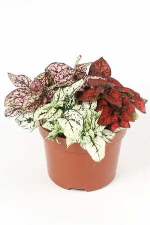 هايبستس مركن 12 سم