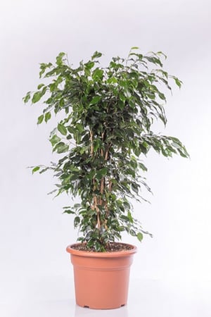 فيكس بنجامينا دانييل مركن 15 لتر