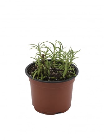 روز مارى مركن 12 سم