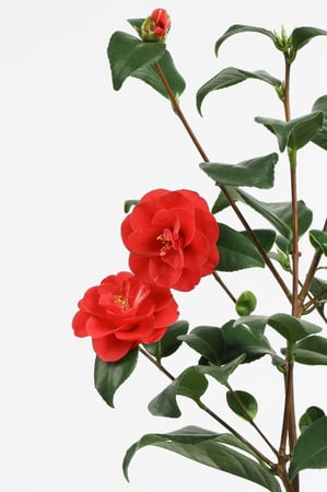 كامليا مركن 17 سم