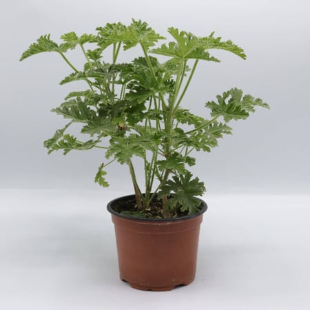 عطرية مركن 12  سم