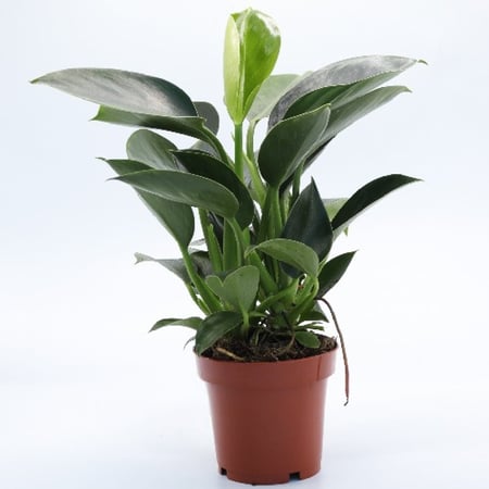 نبتة فيلوديندرون الخضراء