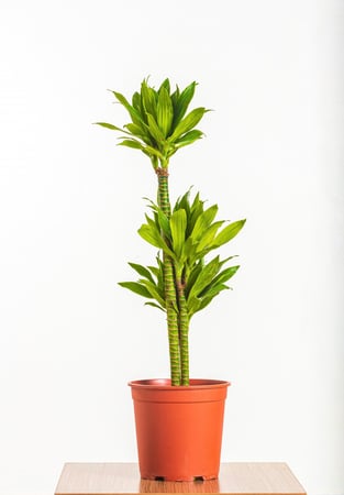 دراسينا كومباكتا 3 عود مركن 27 سم