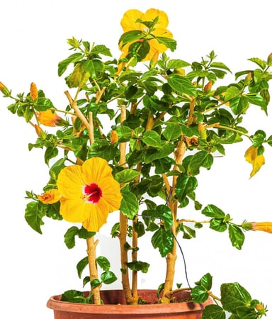 هايبسكس 3 عود  زهور صفراء مركن 15 لتر