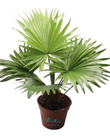 نخلة ليفستونا  مركن 14 سم