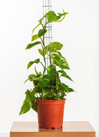 بوتس 1 متر مركن 24 سم