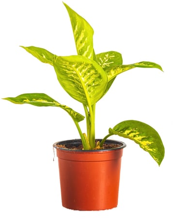 ديفنباخيا مركن 15 سم