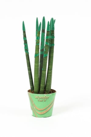 سنسيفيريا اخضر مركن 9 سم