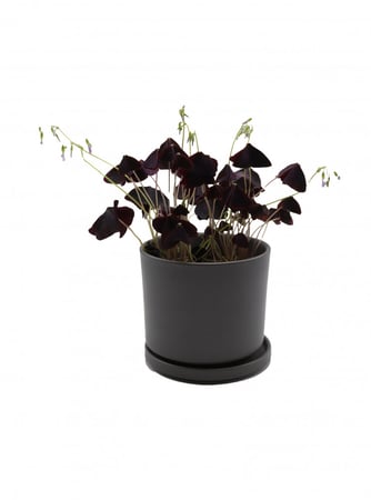 الشامروكس البنفسجي " الفراشات الثلاث " بدون مركن