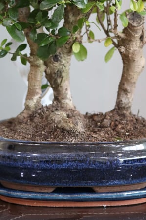 نبتة بونساي كارمونا في مركن سيراميك بيضاوي كحلي