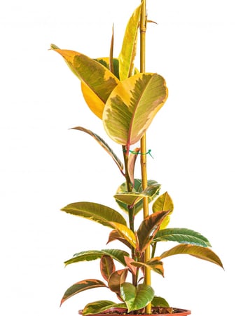 فيكس روبيستا روبى مركن 24 سم