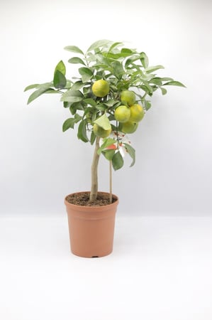 كلامنتينا مركن 15 سم