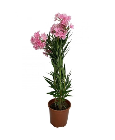 دفله 1عود زهور وردية مركن27