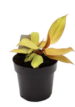 فيلودندرون اورنج مركن 17 سم