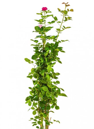 ورد الجوري السلطاني مركن 21 سم