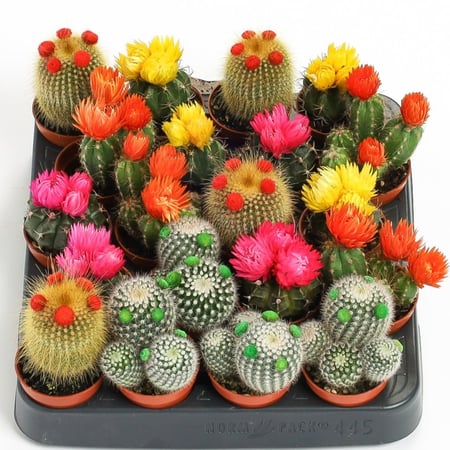 بوكس مكون من 20 نبتة صبار