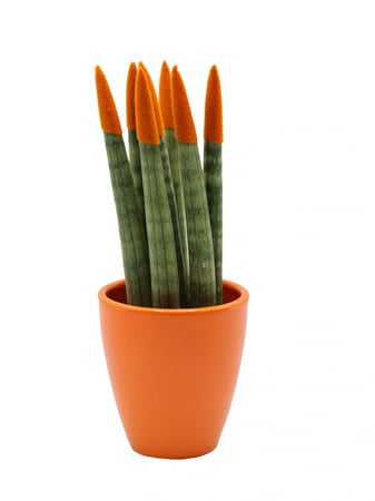 سنسيفيريا اصابع الوان  بأطراف برتقاليه واصيص سيراميك برتقالي
