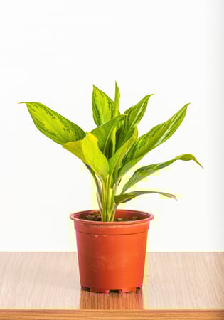 اجلونيما مركن 14 سم