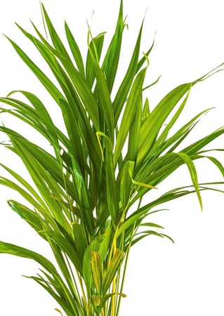 اريكا مركن 24 سم