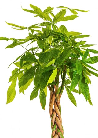 باشيرا مركن 20 لتر