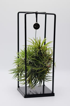 تيلاندسيا معلقه في حامل مستطيل