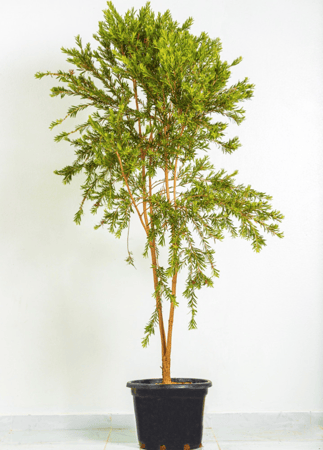 فرشاه الزجاج مركن 35 لتر