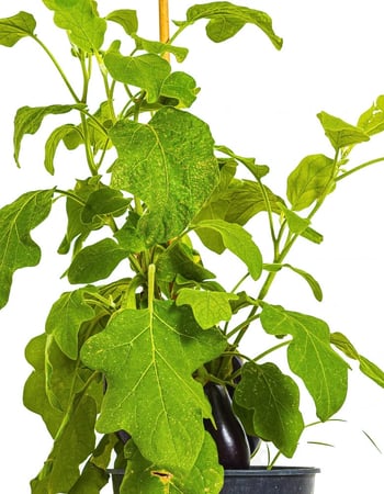 شتله باذنجان مركن 24 سم