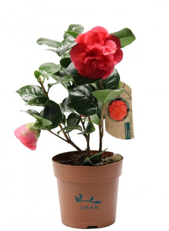 كاميليا مركن 12 سم