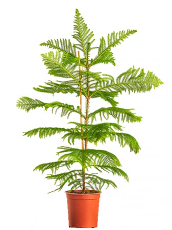 اروكاريا مركن 24 سم