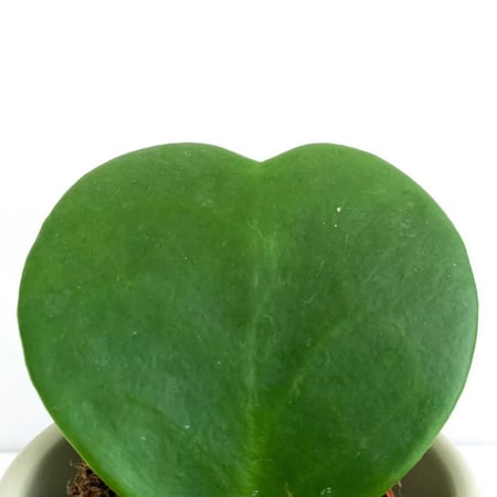 هويا - بدون مركن