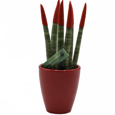 مجموعة النباتات المنزلية الداخلية و الخارجية ( 11 صنف )