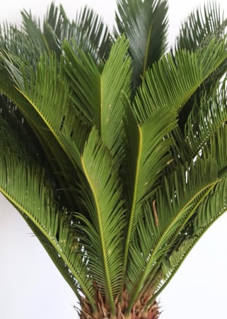 سايكس هولندي