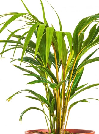 كنتيا مركن 27 سم