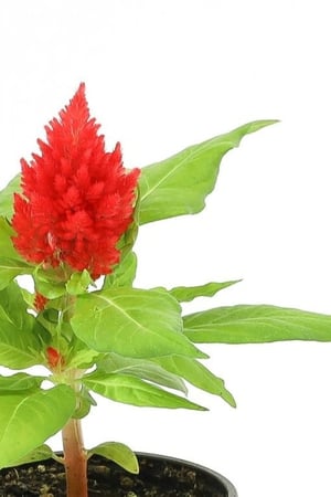 نبتة السالوسيا احمر