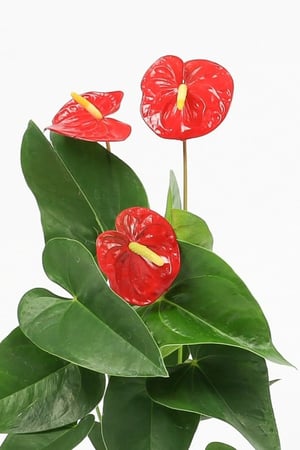 انثوريوم أحمر مركن 12 سم