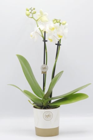 نبتة اوركيد ابيض بحوض بلاستيك مركن 9 سم
