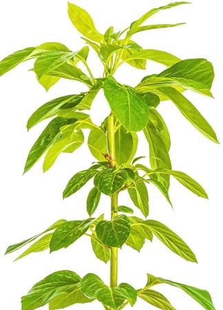 شفليرا اماتى مركن 15 لتر