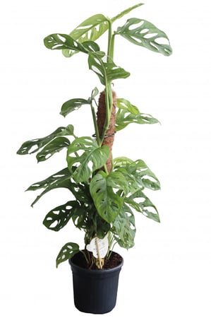 مونستيرا مركن 16 سم