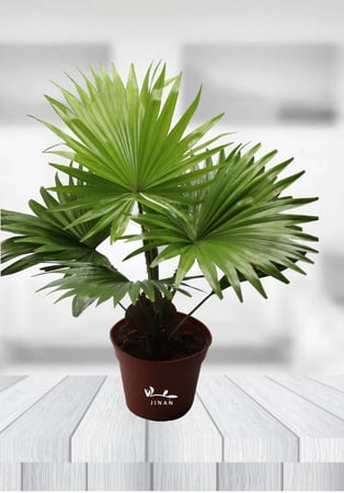 نخلة ليفستونا  مركن 14 سم