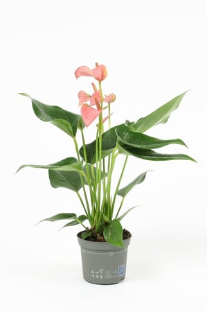 انثوريوم وردي مركن 9 سم